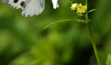 动力来自白蝴蝶