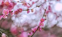 花枝满间，滋润了我的心田