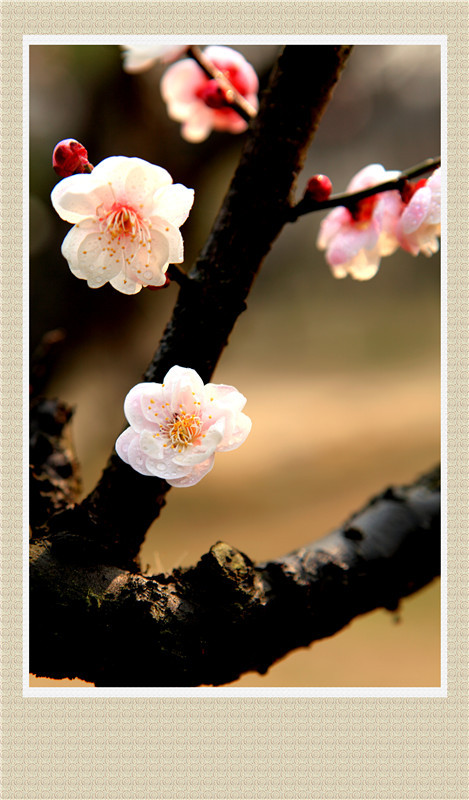 学校的梅花
