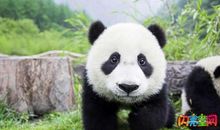 国宝大熊猫作文三年级300字