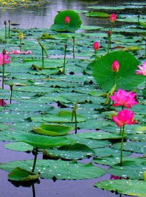 水水从芙蓉出来