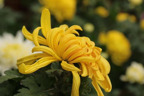 菊花宴