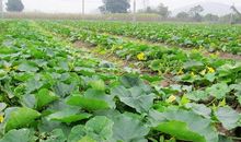 小乌龟种南瓜作文