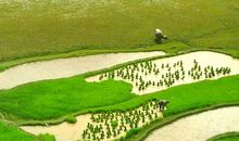 每个人心里的一亩田作文