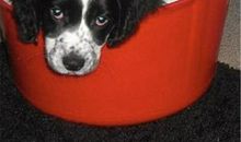 不是宠物惹的祸