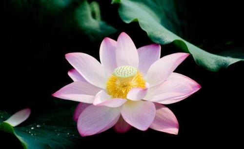我喜欢莲花