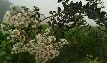 母爱的细雨，滋润了我的心田