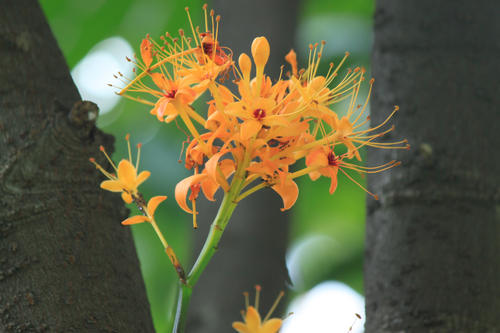 走着“担心花”