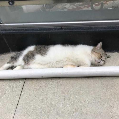 我最喜欢的小猫