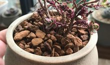 我所渴望的生命