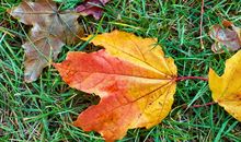 每当秋叶落下时