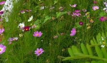 爱的微笑，滋润了我的心田