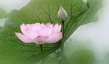 碧无穷，别样红