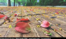 落花一抹亮丽的风景