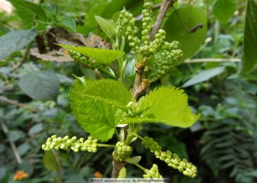 在门前面的桑树树