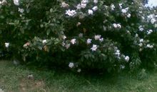 栀子树下的心愿