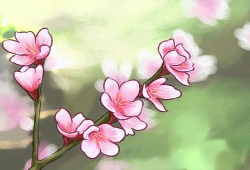 绽放的杏花