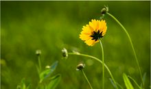 每个心里一亩田作文