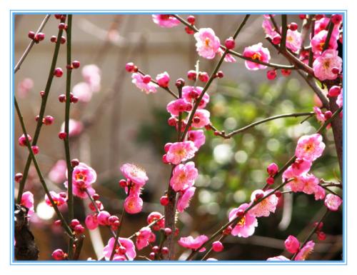 梅花
