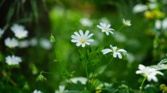 野草和小花