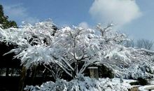 冬日的第二场雪