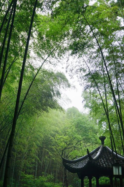 春天的雨