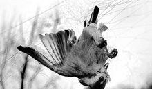 于苦苦挣扎中，微笑