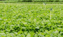 作文心中的一亩田初三