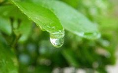 春雨作为文字300字