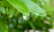 春天的雨作文300字