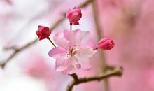 等待是花开的美丽