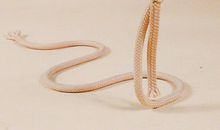 一根神奇的绳子