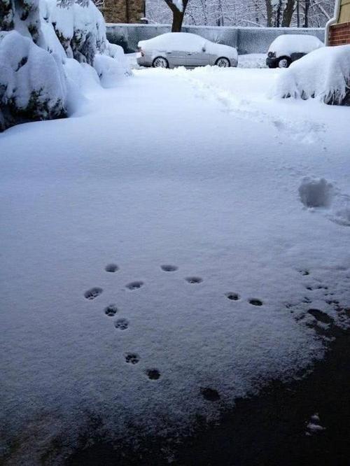 第一雪
