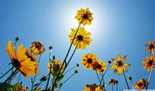 你若盛开清风徐来