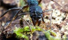 有趣的蚂蚁世界