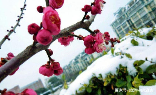 梅花在冬日