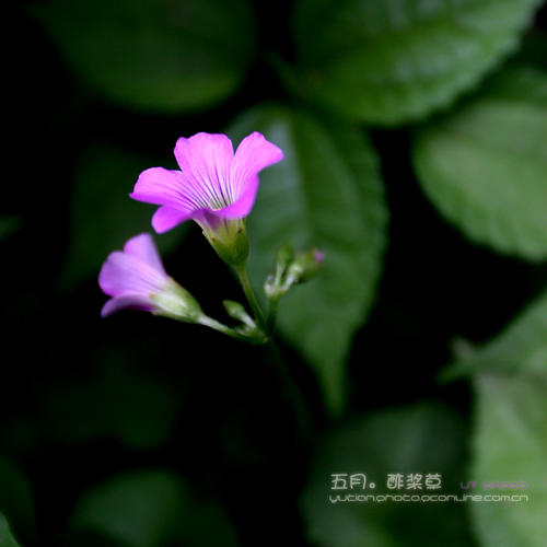 可能是草