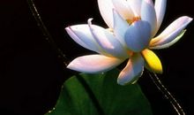 感恩的花开在荆棘的路上