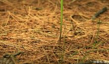 一棵小草的经历