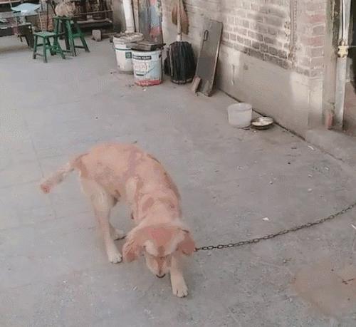 无情的小狗