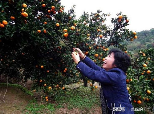 橘子在家乡