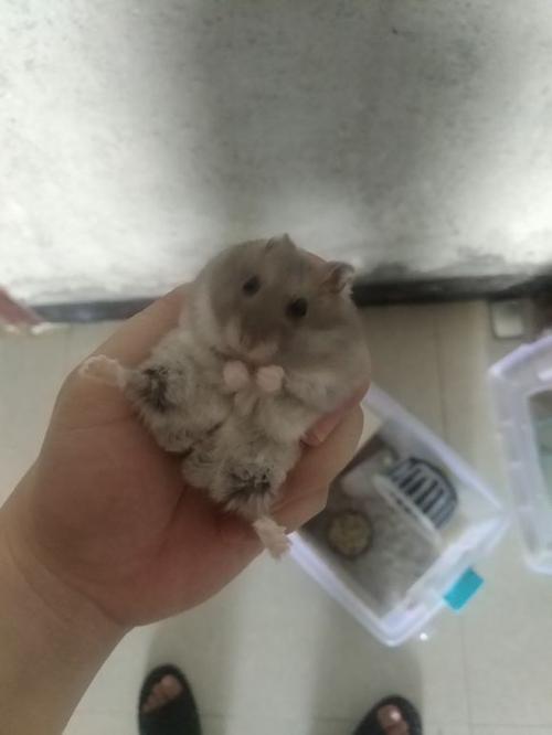 小兔子为什么后悔