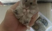 小兔为什么后悔