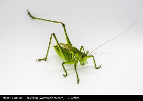蝈蝈蝈蝈记