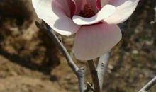 感恩是花开在爱的路上