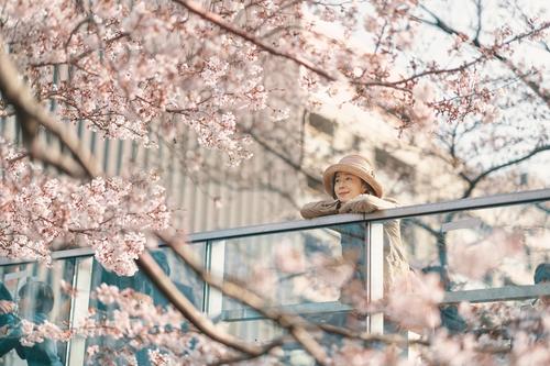 邂逅樱花