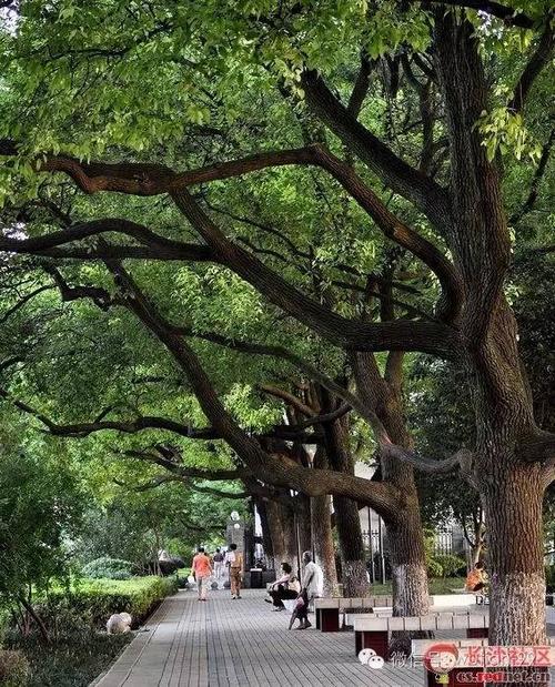 我是樟树