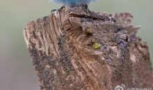 我和小鸟一起飞翔