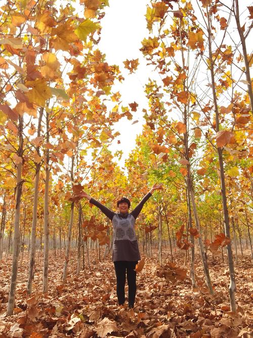 秋天颜色你的祖母