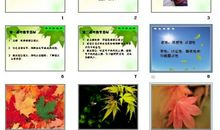 乘着一片叶子去旅行作文